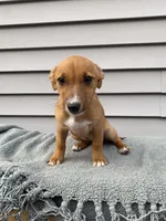 Jane, a female Jack Russell Terrier for sale in Smiths Creek, MI – 3 of 6