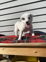 Minnie 🐾, a female Australian Cattle Dog and Border Collie for sale in Smiths Creek, MI – 5 of 8