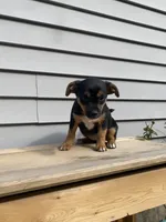 Sofia , a female Jack Russell Terrier and Chihuahua for sale in Smiths Creek, MI – 5 of 8