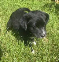 Chip, a male Shiba Inu and Border Collie for sale in Smiths Creek, MI – 1 of 5