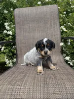 Maverick, a male Australian Cattle Dog for sale in Richmond, MI – 5 of 7