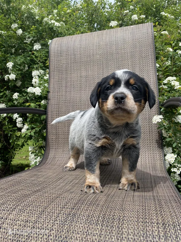 Maverick – Australian Cattle Dog puppy for sale in Richmond, MI