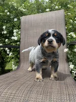 Maverick, a male Australian Cattle Dog for sale in Richmond, MI – 1 of 7