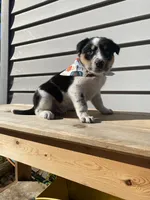 Mickey 🐾, a male Australian Cattle Dog and Border Collie for sale in Smiths Creek, MI – 9 of 9