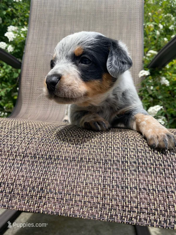 Pip – Australian Cattle Dog puppy for sale in Richmond, MI