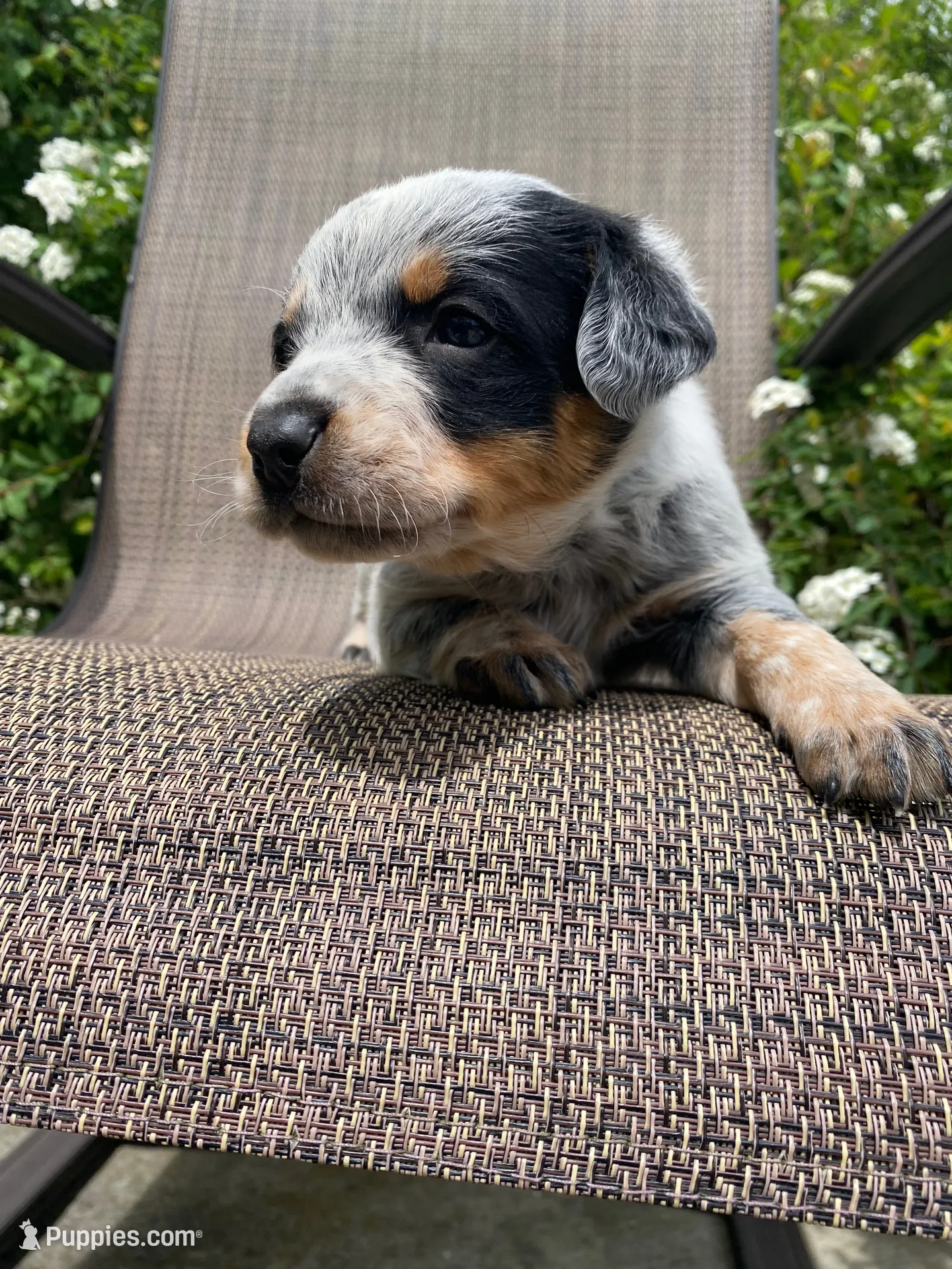 Pip, a male Australian Cattle Dog for sale in Richmond, MI – 1 of 8
