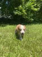 Bonnie, a female Australian Shepherd and Border Collie for sale in Smiths Creek, MI – 7 of 8