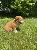 Duke, a male Australian Shepherd and Border Collie for sale in Smiths Creek, MI – 4 of 7