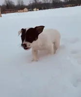 Max, a male Jack Russell Terrier and Parson Russell Terrier for sale in Richmond, MI – Photo 2 of 7