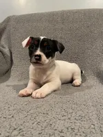 Max, a male Jack Russell Terrier and Parson Russell Terrier for sale in Richmond, MI – Photo 3 of 7