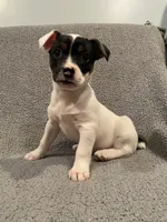 Max, a male Jack Russell Terrier and Parson Russell Terrier for sale in Richmond, MI – Photo 7 of 7