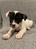 Max, a male Jack Russell Terrier and Parson Russell Terrier for sale in Richmond, MI – Photo 4 of 7