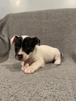 Max, a male Jack Russell Terrier and Parson Russell Terrier for sale in Richmond, MI – Photo 5 of 7