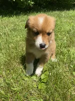 Duke, a male Australian Shepherd and Border Collie for sale in Smiths Creek, MI – 5 of 7