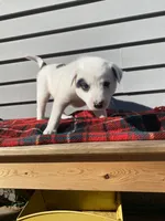 Minnie 🐾, a female Australian Cattle Dog and Border Collie for sale in Smiths Creek, MI – 7 of 8