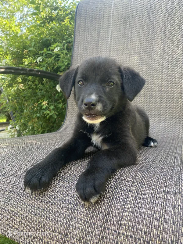 Rusty  – English Shepherd, Jack Russell Terrier puppy for sale in Richmond, MI