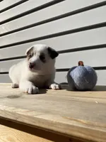 Daisy 🐾, a female Australian Cattle Dog and Border Collie for sale in Smiths Creek, MI – 3 of 10
