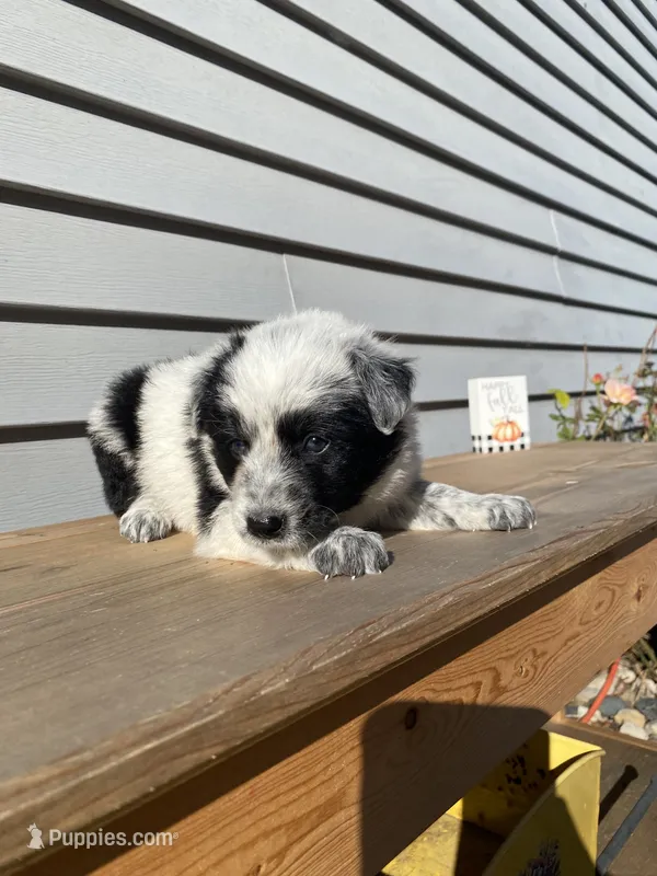 Dinah 🐾 – Australian Cattle Dog, Border Collie puppy for sale in Smiths Creek, MI