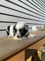 Dinah 🐾, a female Australian Cattle Dog and Border Collie for sale in Smiths Creek, MI – 1 of 8