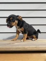 Sofia , a female Jack Russell Terrier and Chihuahua for sale in Smiths Creek, MI – 3 of 8