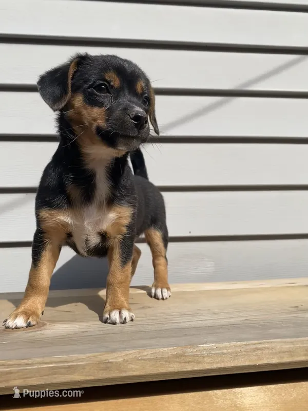 Coco – Jack Russell Terrier, Chihuahua puppy for sale in Smiths Creek, MI