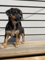 Coco, a female Jack Russell Terrier and Chihuahua for sale in Smiths Creek, MI – 1 of 10
