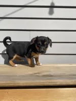 Coco, a female Jack Russell Terrier and Chihuahua for sale in Smiths Creek, MI – 4 of 10