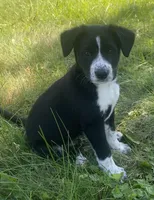 Oreo, a male Shiba Inu and Border Collie for sale in Smiths Creek, MI – 1 of 9