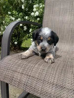 Ranger, a male Australian Cattle Dog for sale in Richmond, MI – 3 of 8