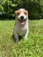 Eve, a female Australian Shepherd and Border Collie for sale in Smiths Creek, MI – 8 of 10