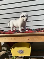 Minnie 🐾, a female Australian Cattle Dog and Border Collie for sale in Smiths Creek, MI – 3 of 8