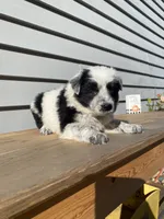 Dinah 🐾, a female Australian Cattle Dog and Border Collie for sale in Smiths Creek, MI – 6 of 8
