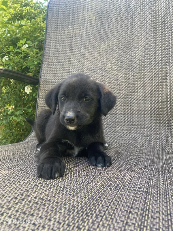 Penny – English Shepherd, Jack Russell Terrier puppy for sale in Richmond, MI