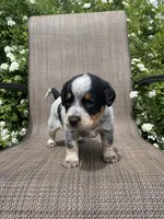 Wyatt, a male Australian Cattle Dog for sale in Richmond, MI – 4 of 6