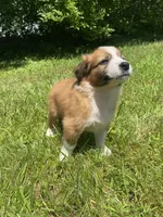 Daisy, a female Australian Shepherd and Border Collie for sale in Richmond, MI – 2 of 10