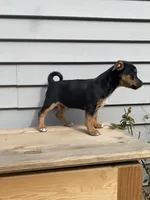 Sofia , a female Jack Russell Terrier and Chihuahua for sale in Smiths Creek, MI – 6 of 8