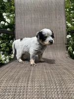 Pip, a male Australian Cattle Dog for sale in Richmond, MI – 8 of 8
