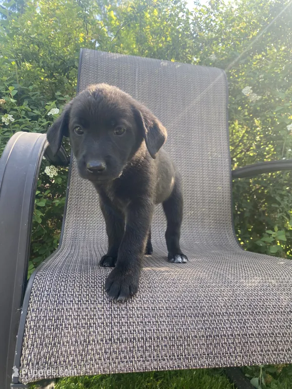 Dash – English Shepherd, Jack Russell Terrier puppy for sale in Richmond, MI