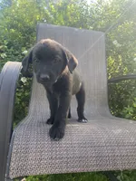 Dash, a male English Shepherd and Jack Russell Terrier for sale in Richmond, MI – 1 of 5