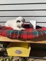 Minnie 🐾, a female Australian Cattle Dog and Border Collie for sale in Smiths Creek, MI – 4 of 8