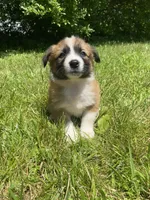 Callie, a female Australian Shepherd and Border Collie for sale in Smiths Creek, MI – 6 of 6