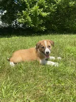 Eddy, a male Australian Shepherd and Border Collie for sale in Smiths Creek, MI – 4 of 8