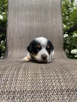 Tex, a male Australian Cattle Dog for sale in Richmond, MI – 3 of 6