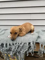 Russell , a male Jack Russell Terrier for sale in Smiths Creek, MI – 4 of 5