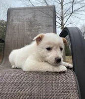 Violet, a female Australian Cattle Dog for sale in Richmond, MI – Photo 4 of 9