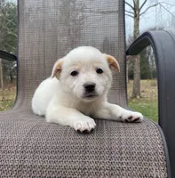 Violet, a female Australian Cattle Dog for sale in Richmond, MI – Photo 8 of 9