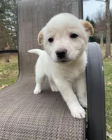 Violet, a female Australian Cattle Dog for sale in Richmond, MI – Photo 5 of 9