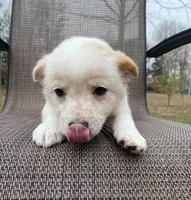 Violet, a female Australian Cattle Dog for sale in Richmond, MI – Photo 2 of 9