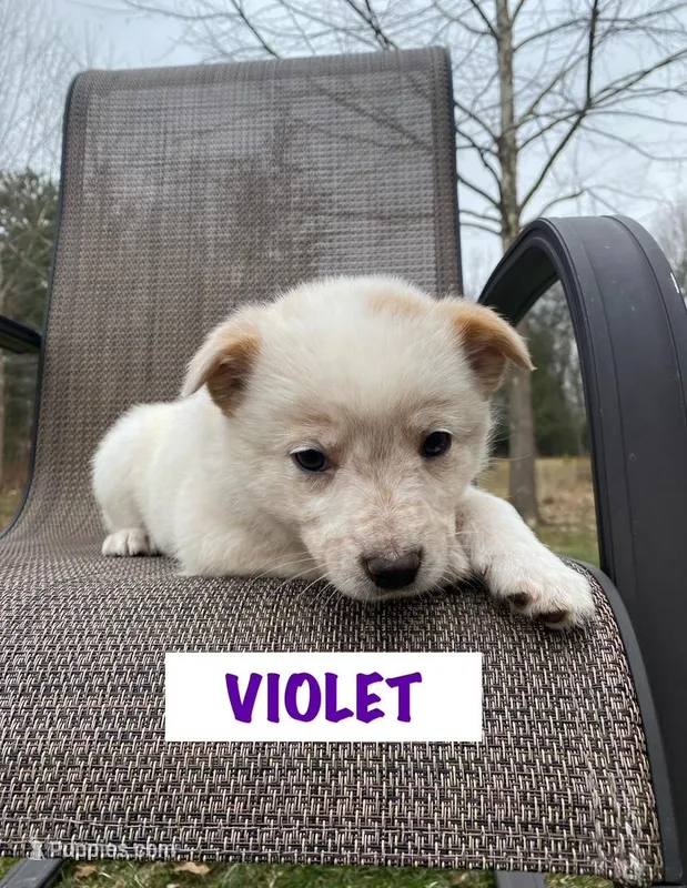 Violet – Australian Cattle Dog puppy for sale in Richmond, MI