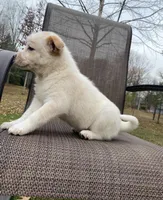 Violet, a female Australian Cattle Dog for sale in Richmond, MI – Photo 9 of 9